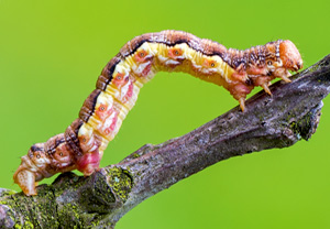 Großer Frostspanner (Erannis defoliaria), 21.04.2014