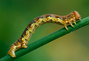 Großer Frostspanner (Erannis defoliaria) &ndash; Foto 4