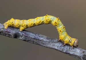 Schneespanner (Phigalia pilosaria), 09.05.2022, Nörvenich
