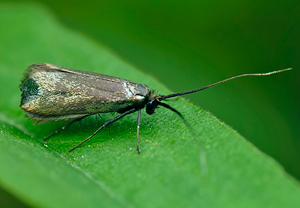 Grüner Langfühler (Adela reaumurella) &ndash; Foto 1