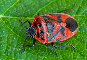 Rotschwarze Gemüsenwanze (Eurydema dominulus), 21.04.2019