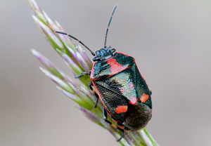 Kohlwanze (Eurydema oleraceum), 21.05.2011
