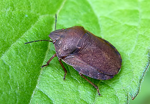 Gemeine Getreidewanze (Eurygaster maura)