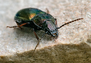 Pterostichus burmeisteri – Foto 2