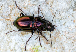 Pterostichus burmeisteri, 26.05.2023, Ehrwald