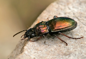 Pterostichus burmeisteri – Foto 1