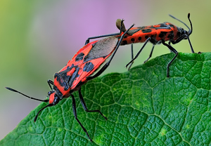 Zimtwanze (Corizus hyoscyami) &ndash; Foto 2