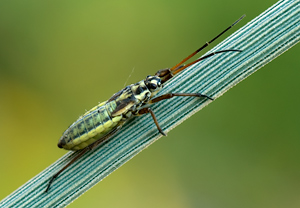 Langhaarige Dolchwanze (Leptopterna dolabrata)