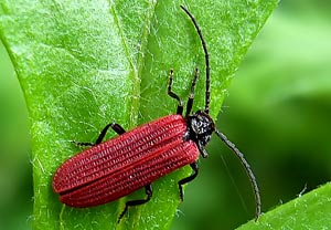 - (Pyropterus nigroruber)
