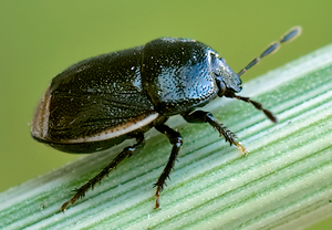 Legnotus limbosus &ndash; Foto 2