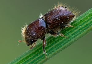 Buchdrucker (Ips typographus) – Foto 2