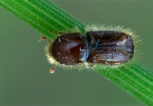 Buchdrucker (Ips typographus)