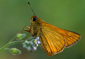 Rostfarbiger Dickkopffalter (Ochlodes sylvanus)
