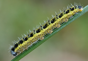 Großer Kohlweißling (Pieris brassicae) &ndash; Foto 1