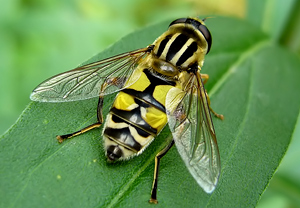 Große Sumpfschwebfliege (Helophilus trivittatus) &ndash; Foto 1