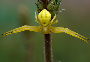 Veränderliche Krabbenspinne (Misumena vatia) &ndash; Foto 2