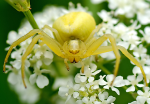 Veränderliche Krabbenspinne (Misumena vatia) &ndash; Foto 3