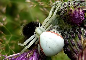 Veränderliche Krabbenspinne (Misumena vatia)