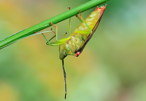 Stachelwanze (Acanthosoma haemorrhoidale) &ndash; Foto 2