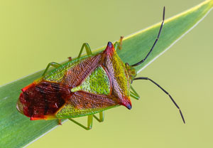 Stachelwanze (Acanthosoma haemorrhoidale), 04.06.2021, Hürth