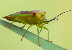 Stachelwanze (Acanthosoma haemorrhoidale), 04.06.2021, Hürth