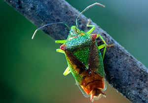 Stachelwanze (Acanthosoma haemorrhoidale) &ndash; Foto 1