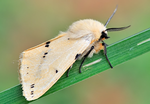 Gelber Fleckleibbär (Spilosoma lutea), 28.06.2010