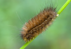 Gelber Fleckleibbär (Spilosoma lutea) – Foto 3