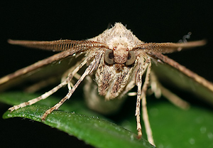 Graugelber Breitflügelspanner (Agriopis marginaria) – Foto 2