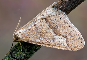 Graugelber Breitflügelspanner (Agriopis marginaria) – Foto 3