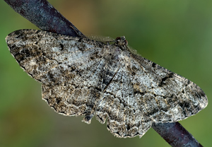 Rauten-Rindenspanner (Peribatodes rhomboidaria)