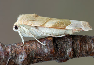 Bunte Bandeule (Noctua fimbriata), 06.07.2019