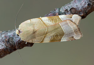 Bunte Bandeule (Noctua fimbriata), 06.07.2019
