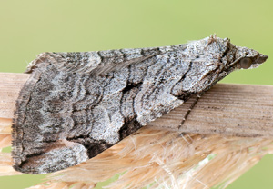 Großer Johanniskraut-Spanner (Aplocera plagiata) – Foto 2