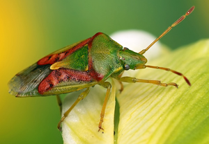 Buntrock (Cyphostethus tristriatus)