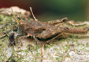 Säbeldornschrecke (Tetrix subulata)