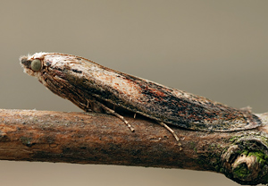 Hummel-Wachsmotte (Aphomia sociella) &ndash; Foto 2