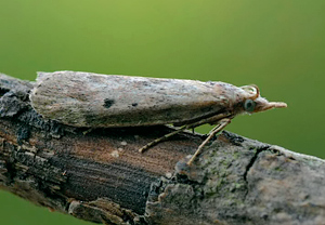 Hummel-Wachsmotte (Aphomia sociella) &ndash; Foto 3