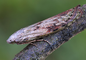 Hummel-Wachsmotte (Aphomia sociella)