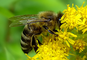 Westliche Honigbiene (Apis mellifera) – Foto 2