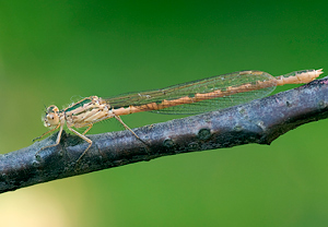 Gemeine Winterlibelle (Sympecma fusca), Wyry