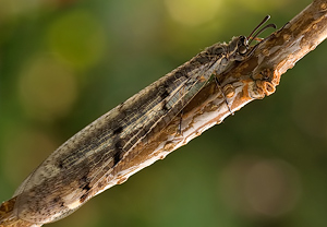 Geflecktflüglige Ameisenjungfer (Euroleon nostras)