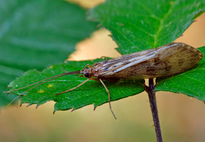 Halesus radiatus &ndash; Foto 2
