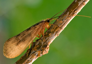 Halesus radiatus &ndash; Foto 1