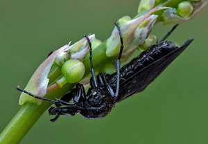 Märzfliege (Bibio marci) &ndash; Foto 2