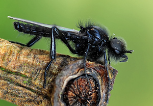 Märzfliege (Bibio marci) &ndash; Foto 3