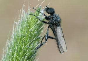 Märzfliege (Bibio marci), 22.04.2011