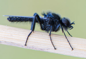 Märzfliege (Bibio marci), 28.04.2013