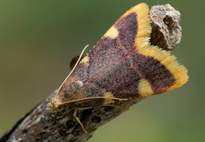 Heuzünsler (Hypsopygia costalis) &ndash; Foto 1