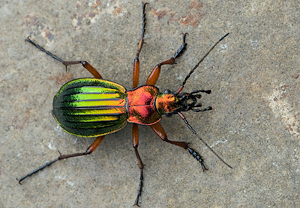Goldglänzender Laufkäfer (Carabus auronitens), 02.04.2010